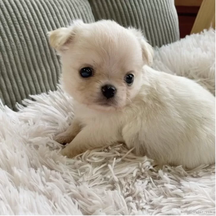 チワワ(ロング)【神奈川県・女の子・2025年10月4日・クリーム&amp;ホワイト】の写真1