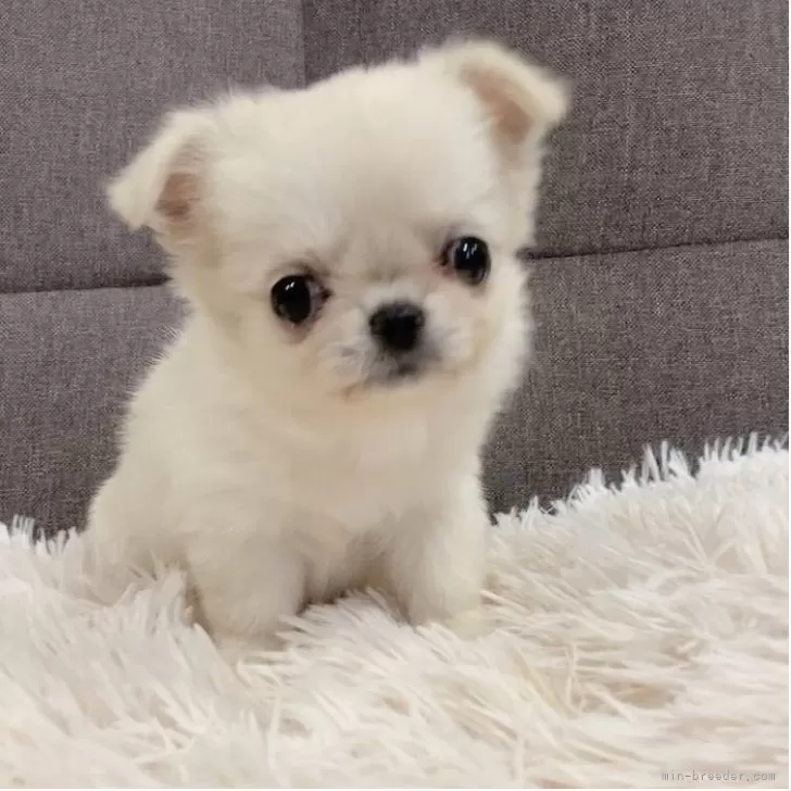 ID:2505-00542の子犬