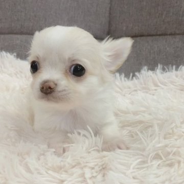 チワワ(ロング)【神奈川県・女の子・2024年12月18日・クリーム】の写真「綺麗なお顔の兄弟です❤️」