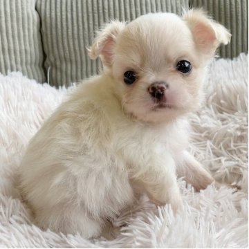 チワワ(ロング)【神奈川県・男の子・2025年10月4日・クリーム&ホワイト】の写真「もこもこ♡優しいお顔の可愛いチワワちゃん」