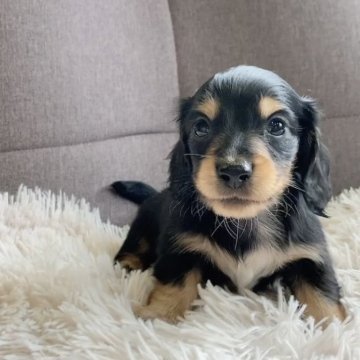 ミニチュアダックスフンド(ロング)【神奈川県・男の子・2025年9月10日・ブラックタン】の写真「可愛いダックス兄弟✨」