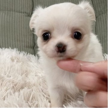 チワワ(ロング)【神奈川県・女の子・2025年10月24日・クリーム】の写真「優しいお顔の女の子♡♡」