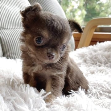 チワワ(ロング)【神奈川県・女の子・2025年6月25日・チョコレートタン&ホワイト】の写真「華やかで綺麗な人気のチョコカラー✨️」