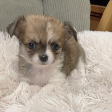 チワワ(ロング)【神奈川県・男の子・2025年10月18日・レッド&ホワイト】の写真「可愛すぎる!!甘いお顔の兄弟です♪」