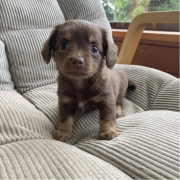 チワックス(チワワ×ダックスフンド)【神奈川県・女の子・2025年6月22日・チョコレートタン】の写真「激かわチワックス❤️」