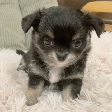 チワワ(ロング)【神奈川県・男の子・2025年10月24日・ブラックタン&ホワイト】の写真「全てがまんまるの可愛い子❤️」