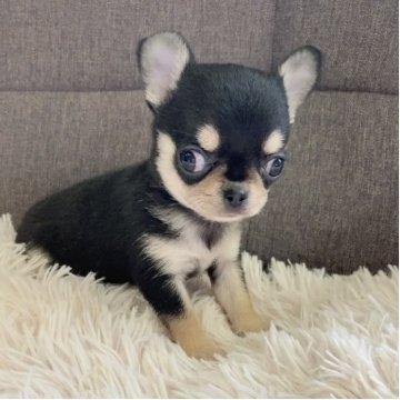 チワワ(スムース)【神奈川県・男の子・2025年2月20日・ブラックタン&ホワイト】の写真「人気のスムチ～❤️お手入れも楽です。」