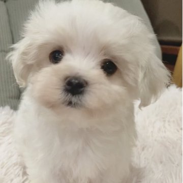 マルチーズ【神奈川県・男の子・2025年10月10日・ホワイト】の写真「ふわふわマルチーズ☆」