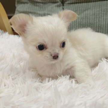 チワワ(ロング)【神奈川県・女の子・2025年1月23日・クリーム】の写真「クリクリおめめが可愛い😍小ぶりちゃんです。」