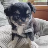 チワワ(ロング)