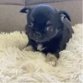 チワワ(ロング)