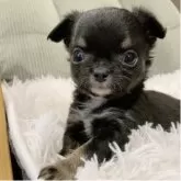 チワワ(ロング)