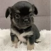 チワワ(ロング)