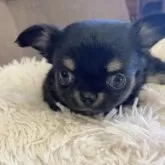 チワワ(ロング)