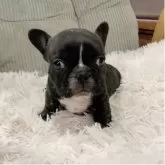 フレンチブルドッグ
