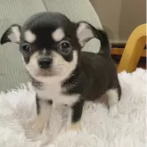 チワワ(ロング)