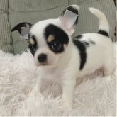 チワワ(スムース)