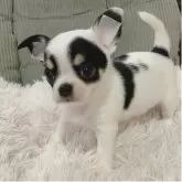 チワワ(スムース)