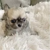 チワワ(ロング)