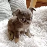 チワワ(ロング)