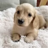 ミニチュアダックスフンド(ロング)【神奈川県・男の子・2025年9月10日・イエロー】の写真1