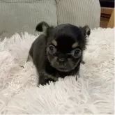 チワワ(ロング)