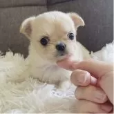 チワワ(ロング)