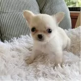 チワワ(ロング)