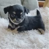 チワワ(ロング)