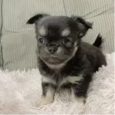 チワワ(ロング)