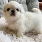 ペキニーズ