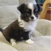 チワワ(ロング)