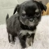 チワワ(ロング)