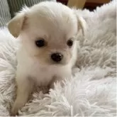 チワワ(ロング)