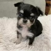 チワワ(ロング)