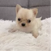 チワワ(ロング)