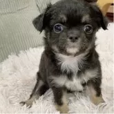 チワワ(ロング)