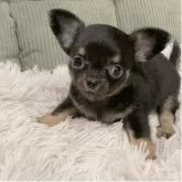 チワワ(ロング)