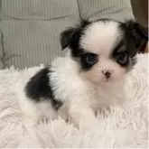 チワワ(ロング)