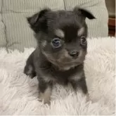 チワワ(ロング)