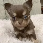 チワワ(ロング)