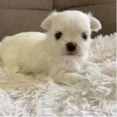 チワマル(マルチーズ×チワワ)【神奈川県・女の子・2025年6月1日・ホワイト】の写真1