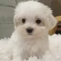 マルチーズ【神奈川県・男の子・2025年10月10日・ホワイト】の写真3