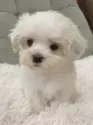 マルチーズ【神奈川県・男の子・2025年10月10日・ホワイト】の写真6