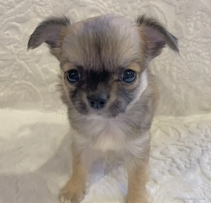 ID:2202-04094の子犬