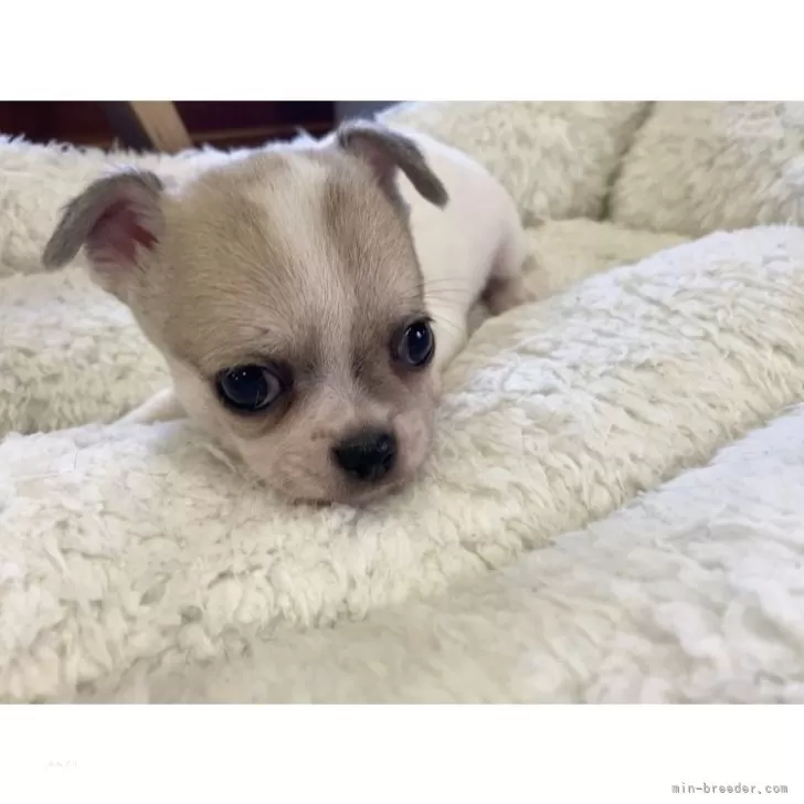 ID：2409-02143の子犬