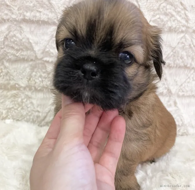 ID：2104-02220の子犬