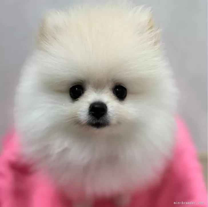 ID：2406-07493の子犬