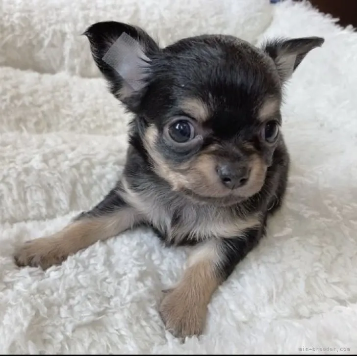 ID:2302-02925の子犬