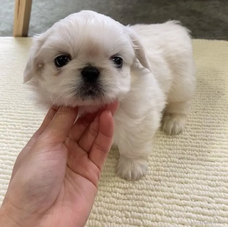 ID:2301-04099の子犬